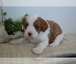 Small #2 Cavapoo (Toy)