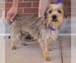 Small #1 Cairn Terrier Mix