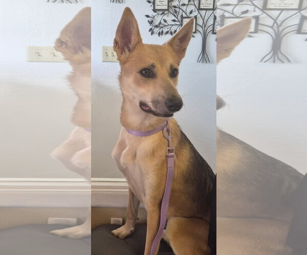 Medium Photo #2 German Shepherd Dog Puppy For Sale in Amarillo, TX, USA