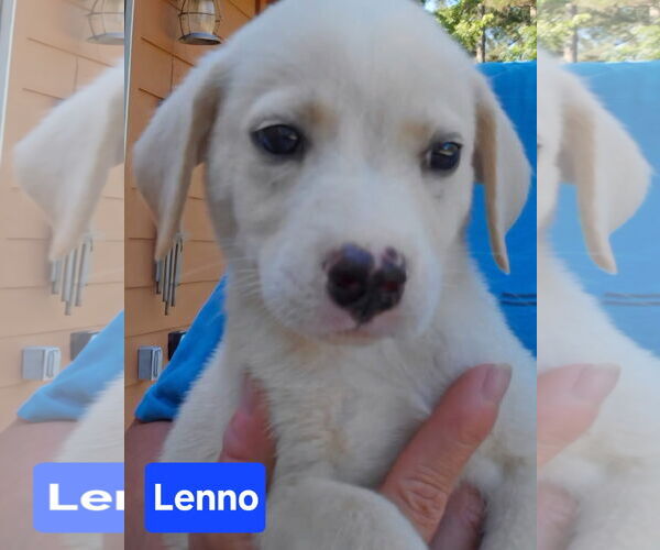 Medium Photo #5 Labrador Retriever-Unknown Mix Puppy For Sale in Alexander, AR, USA