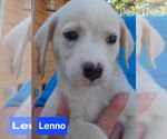 Small #4 Labrador Retriever Mix