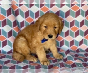 Golden Retriever Puppy for sale in LANCASTER, PA, USA