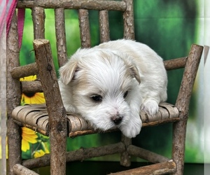YorkiePoo Puppy for Sale in CASSVILLE, Missouri USA