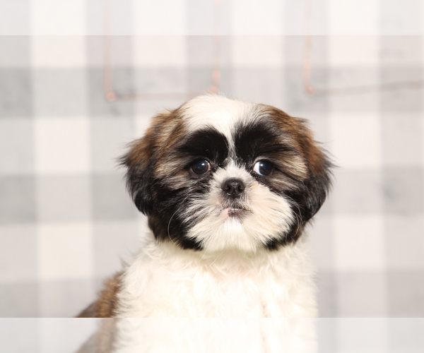 Medium Photo #1 Shih Tzu Puppy For Sale in MARIETTA, GA, USA