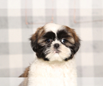 Small Shih Tzu