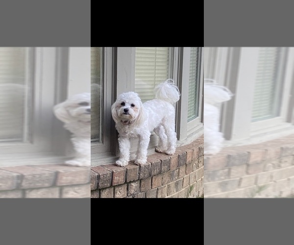 Full screen Photo #1 Maltipoo Puppy For Sale in MEMPHIS, TN, USA