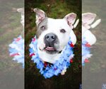 Small #5 Staffordshire Bull Terrier Mix
