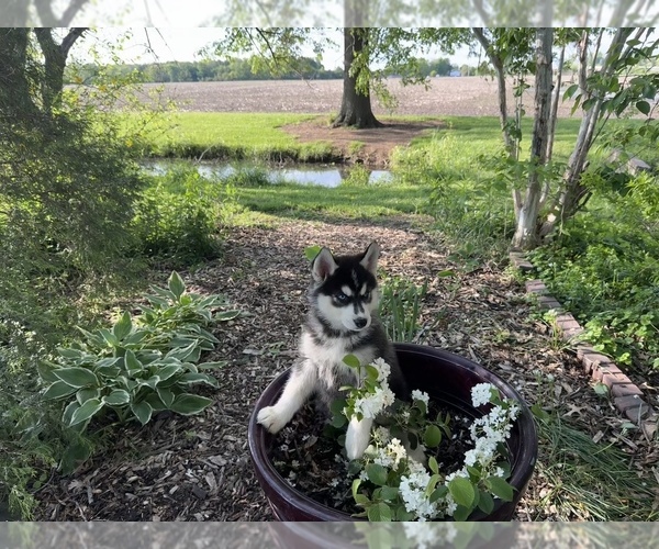 Medium Photo #8 Siberian Husky Puppy For Sale in ALTON, IL, USA