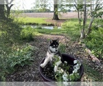 Small #7 Siberian Husky