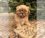 Small #1 Shih Tzu