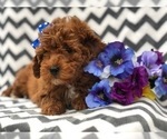 Small Photo #3 Poodle (Toy) Puppy For Sale in EAST EARL, PA, USA