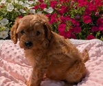 Small Photo #53 Cavapoo Puppy For Sale in GOSHEN, IN, USA