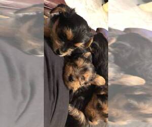 King Charles Yorkie Puppy for sale in ATASCOCITA, TX, USA