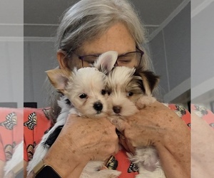 Yorkshire Terrier Puppy for sale in BEAUFORT, SC, USA