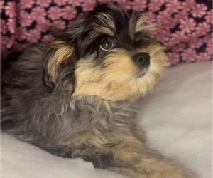 Shiranian Puppy for sale in EDWARDSBURG, MI, USA