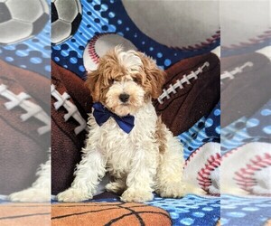 Cavapoo-Poodle (Miniature) Mix Puppy for sale in BIRD IN HAND, PA, USA