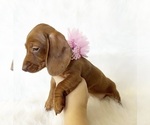 Small #1 Dachshund