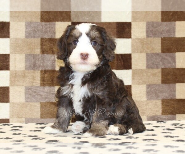 Medium Photo #1 Bernedoodle (Miniature) Puppy For Sale in DENVER, PA, USA