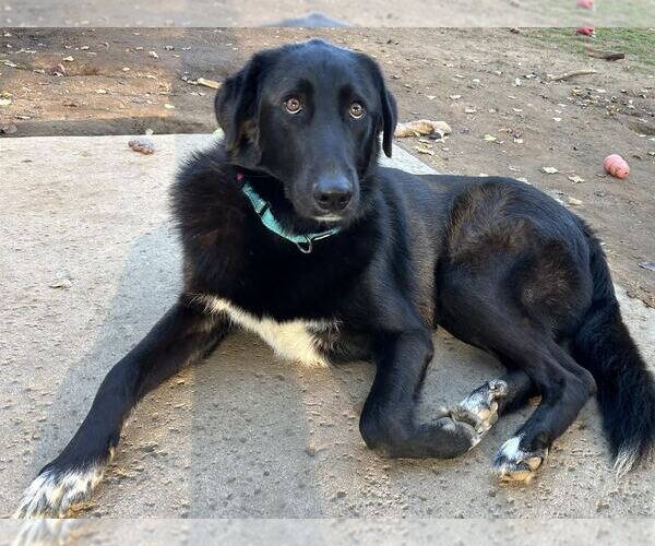 Medium Photo #1 Labrador Retriever-Unknown Mix Puppy For Sale in Clovis, CA, USA