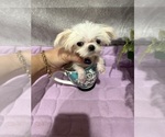 Image preview for Ad Listing. Nickname: Tikki