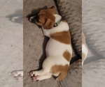 Small #2 Russell Terrier