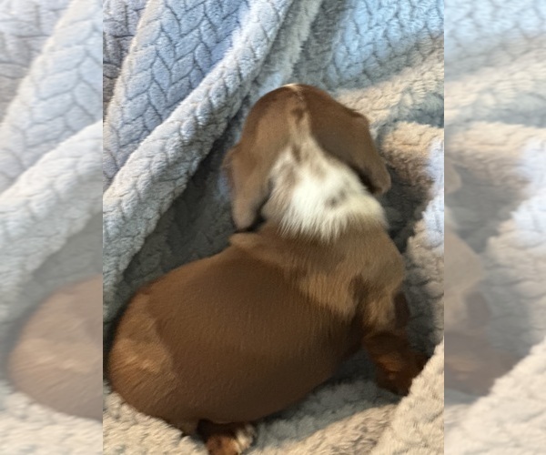 Medium Photo #12 Dachshund Puppy For Sale in MURFREESBORO, TN, USA