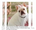 Small Photo #1 French Bulldog Puppy For Sale in BOSTON, KY, USA