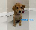 Small Labrador Retriever Mix