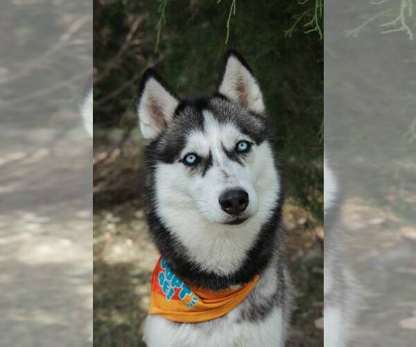 Medium Photo #1 Siberian Husky Puppy For Sale in Carrollton, TX, USA