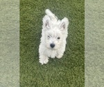Small #3 West Highland White Terrier