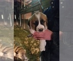 Small Photo #7 Anatolian Shepherd-Saint Bernard Mix Puppy For Sale in PROCTOR, MT, USA