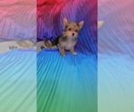 Small Photo #2 Yorkshire Terrier Puppy For Sale in VIRGINIA BCH, VA, USA