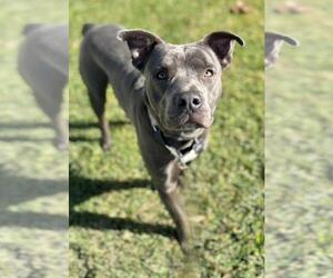 American Pit Bull Terrier Dogs for adoption in Tracy, CA, USA