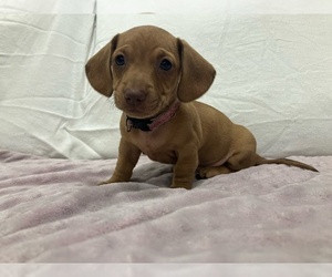 Dachshund Puppy for sale in SAINT JOSEPH, MO, USA
