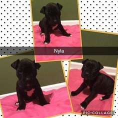 American Bully Puppy for sale in DETROIT, MI, USA