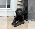 Small #1 Labrador Retriever Mix