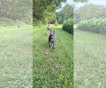 Small #3 Labrador Retriever Mix