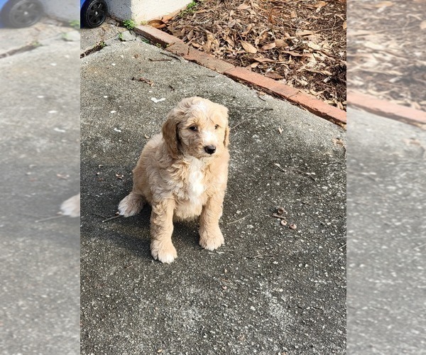 Medium Photo #12 Goldendoodle Puppy For Sale in ATLANTA, GA, USA