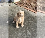 Small Photo #12 Goldendoodle Puppy For Sale in ATLANTA, GA, USA