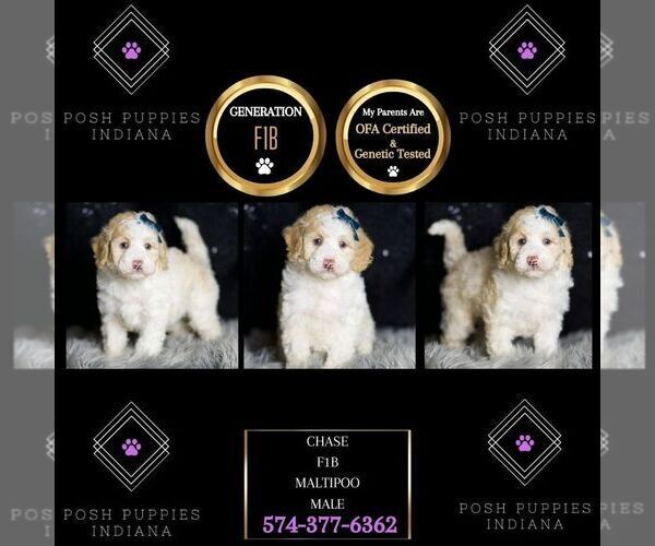 Medium Photo #64 Maltipoo (Miniature) Puppy For Sale in WARSAW, IN, USA
