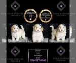 Small Photo #64 Maltipoo (Miniature) Puppy For Sale in WARSAW, IN, USA