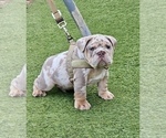 Small #1 English Bulldog