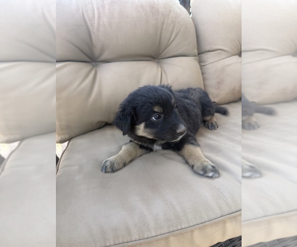 Medium Photo #1 Australian Shepherd Puppy For Sale in WILLIAMS, AZ, USA