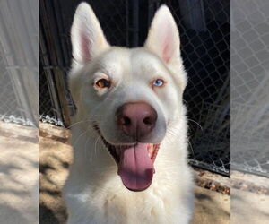 Maverick - Male Siberian Husky Dog for Adoption - Photo #6