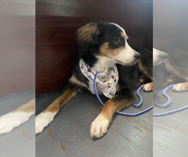 Medium Photo #3 Australian Shepherd-Unknown Mix Puppy For Sale in Mooresville, NC, USA