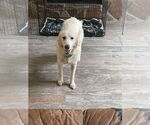 Small #5 Great Pyrenees Mix