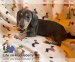 Small Photo #6 Dachshund Puppy For Sale in LAKEBAY, WA, USA