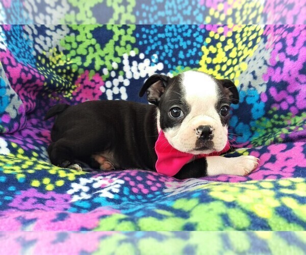 Medium Photo #4 Boston Terrier Puppy For Sale in LANCASTER, PA, USA