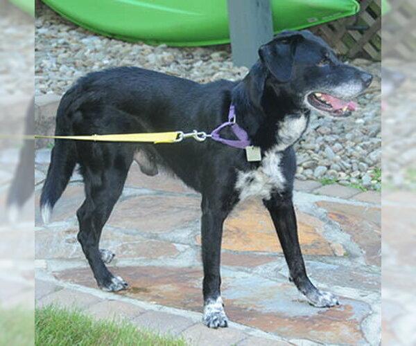 Medium Photo #2 Mutt Puppy For Sale in Lake Wylie, SC, USA