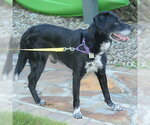Small #1 Mutt